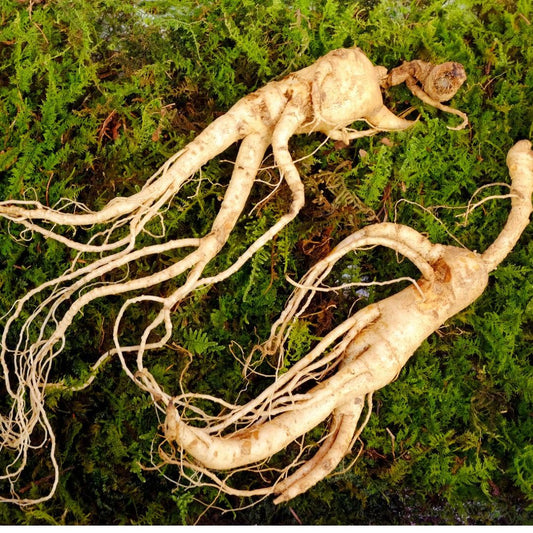 Fight Fatigue With Ginseng