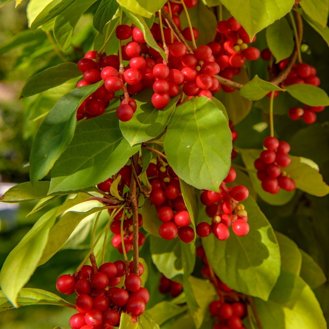 Schisandra, The Miracle Berry You Need